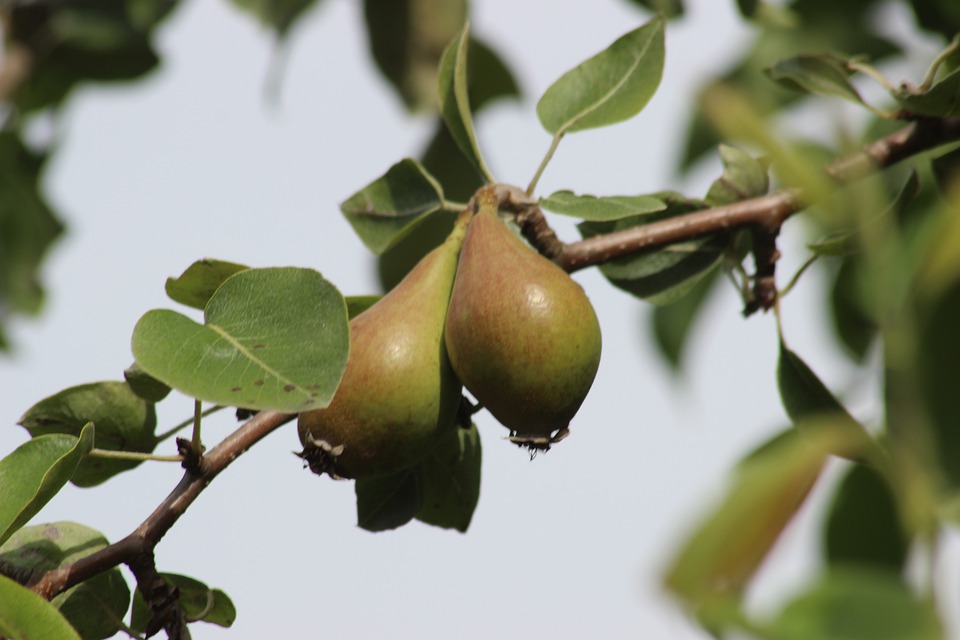 Immobilienmakler Ribbeck: Der Birnbaum zu Ribbeck