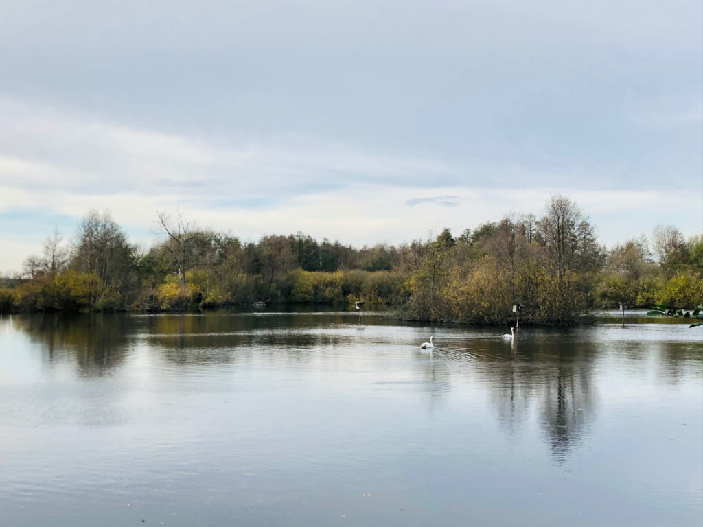Makler Schenkenberg 14550: Schwäne im Teich