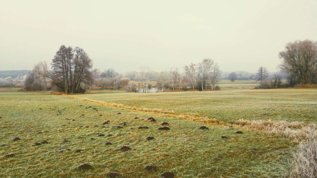 Makler Lübars: Natur