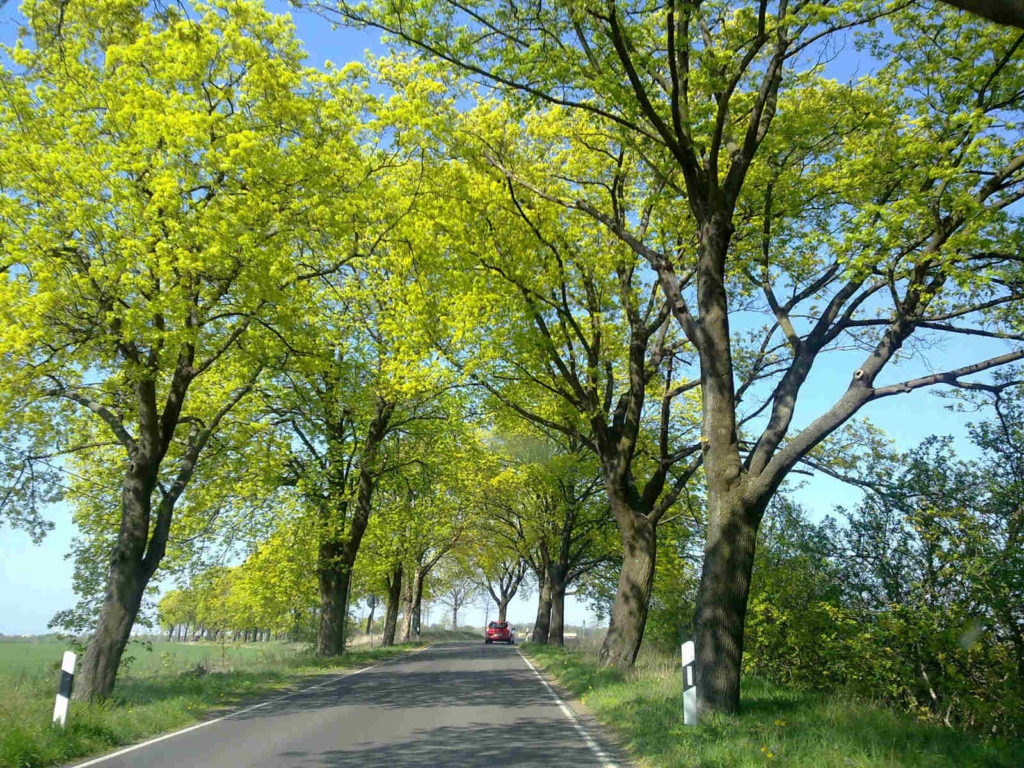 Makler Ragow / Lübbenau - Ortseingang